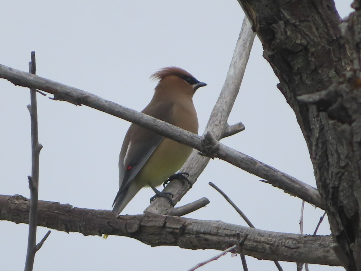Cedar Waxwing - ML634385521