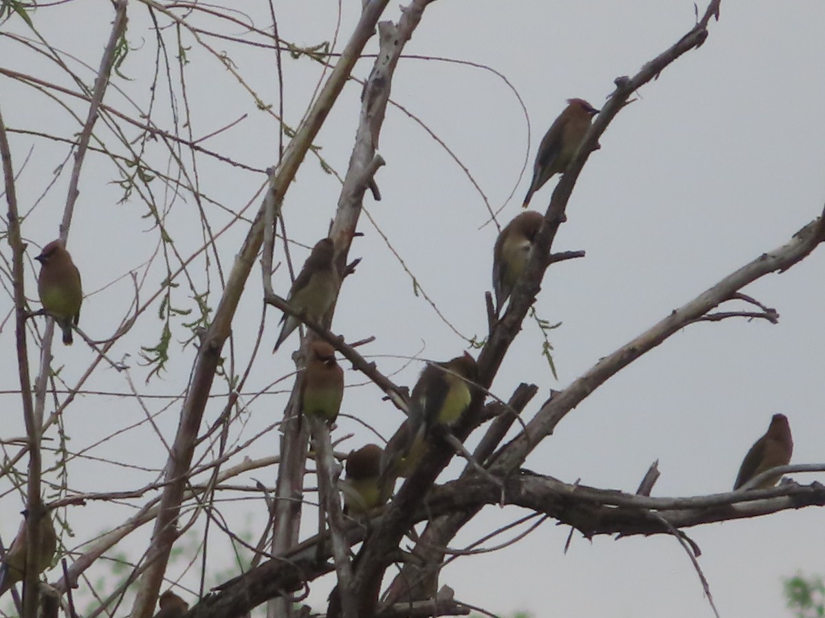 Cedar Waxwing - ML634385523