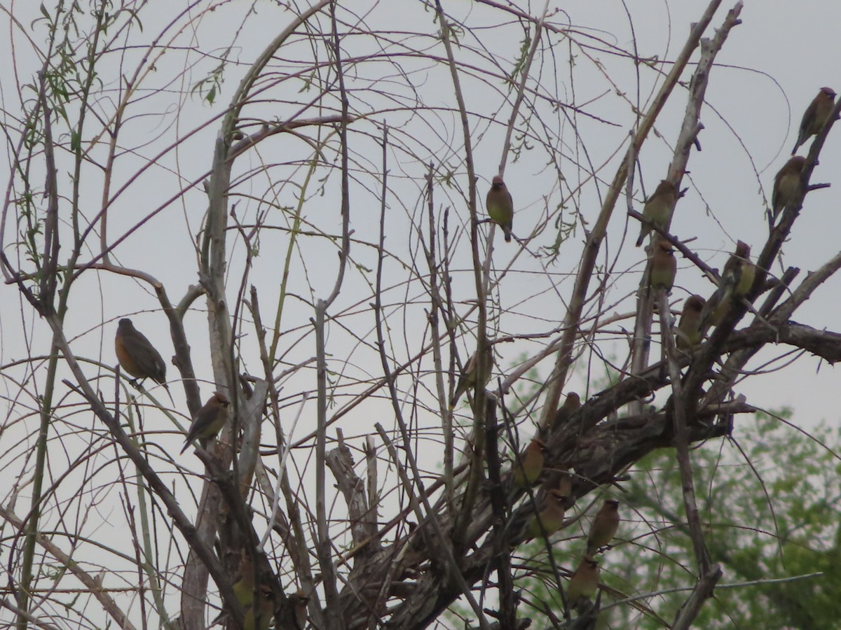 Cedar Waxwing - ML634385524