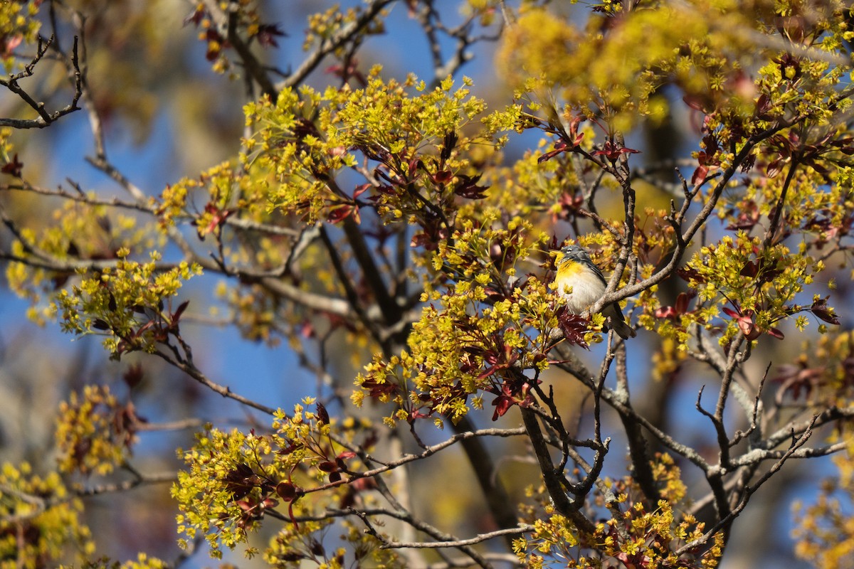 Northern Parula - ML634385543