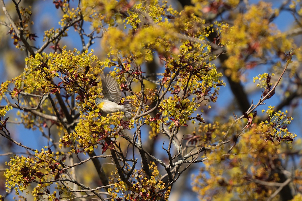Northern Parula - ML634385544