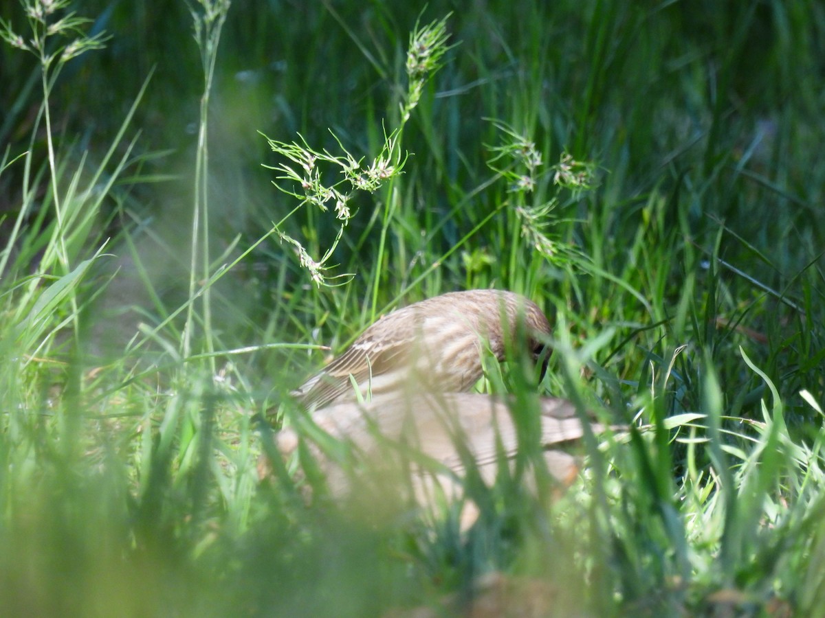 House Finch - ML634385596