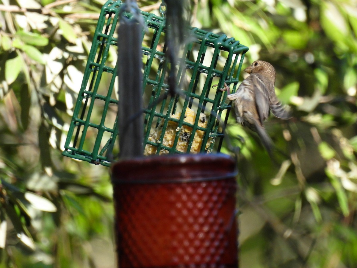 House Finch - ML634385607
