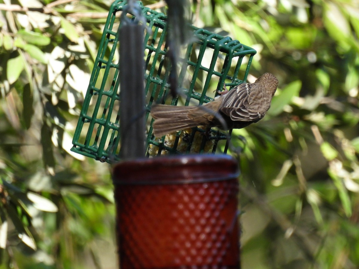 House Finch - ML634385608