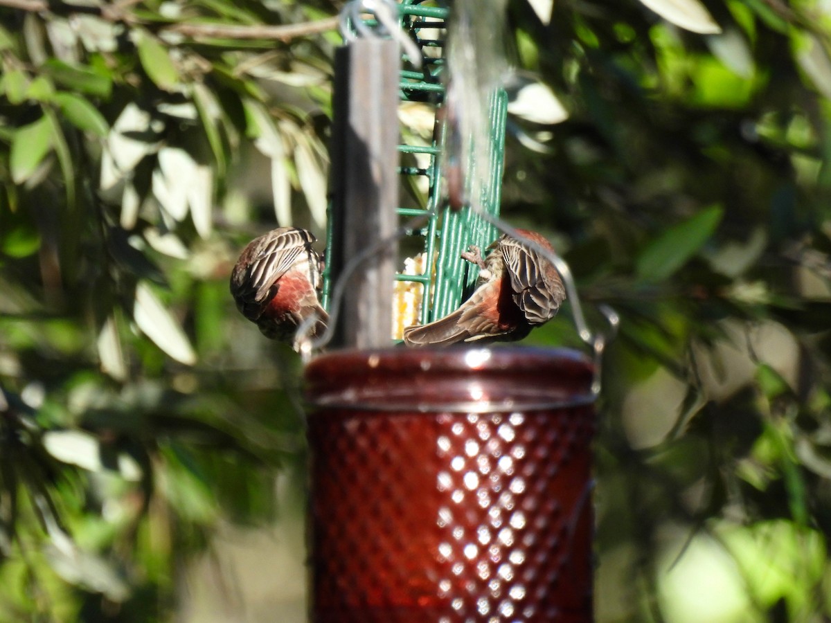House Finch - ML634385626