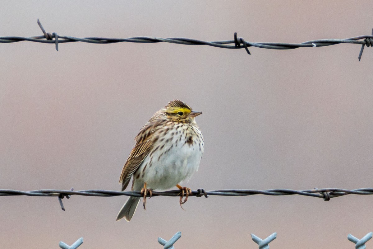Savannah Sparrow - ML634385660