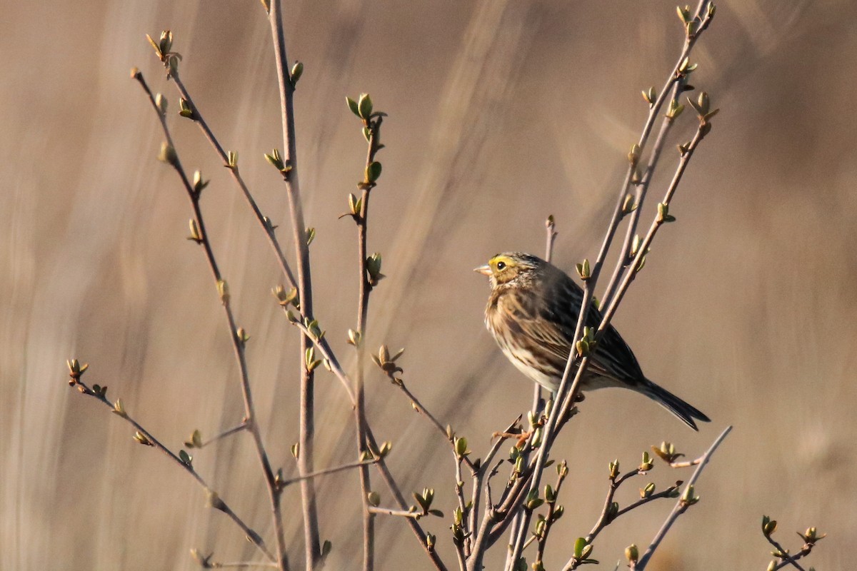 Savannah Sparrow - ML634385698