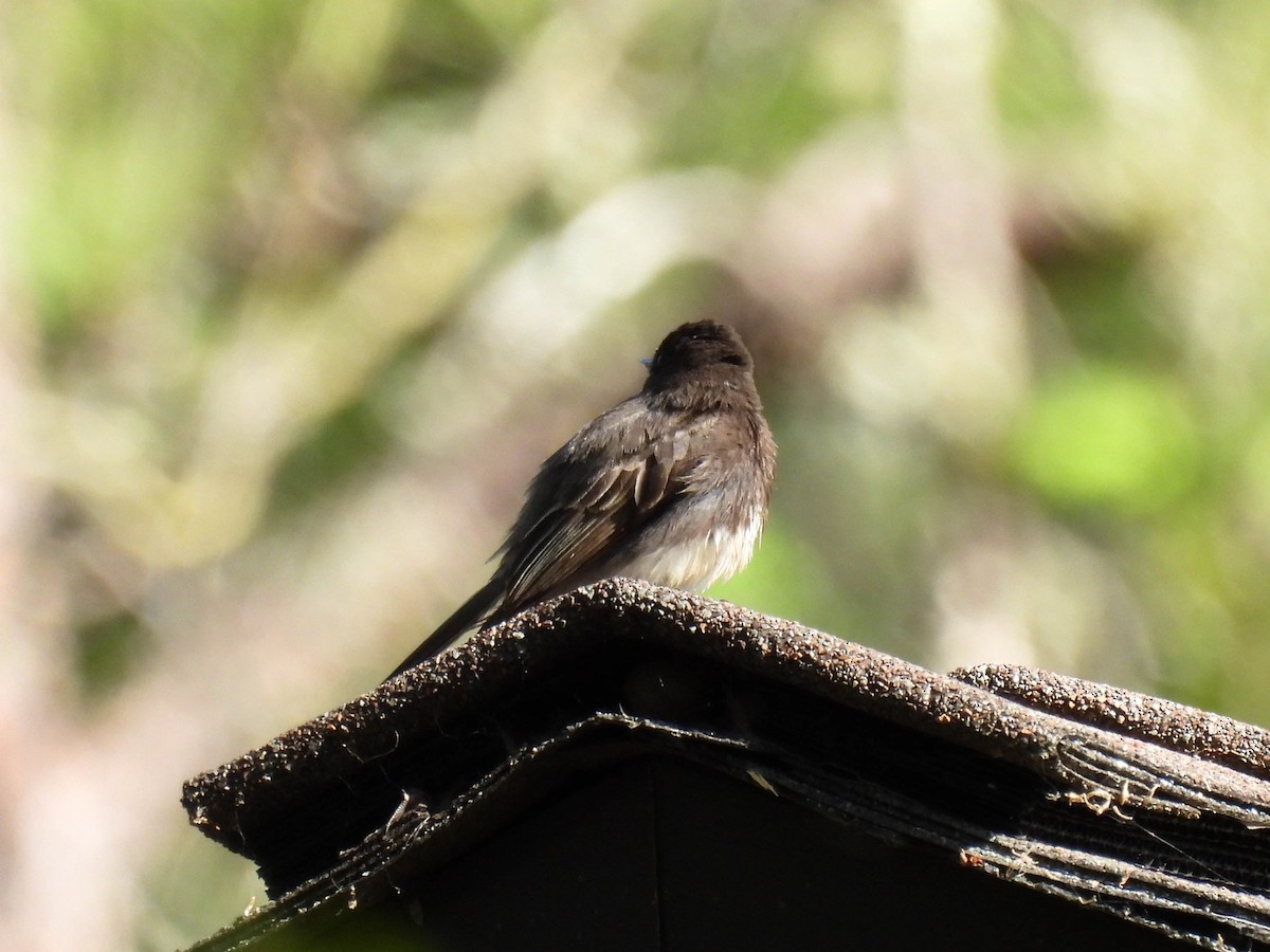 Black Phoebe - ML634385729