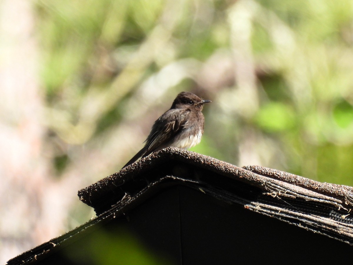 Black Phoebe - ML634385730