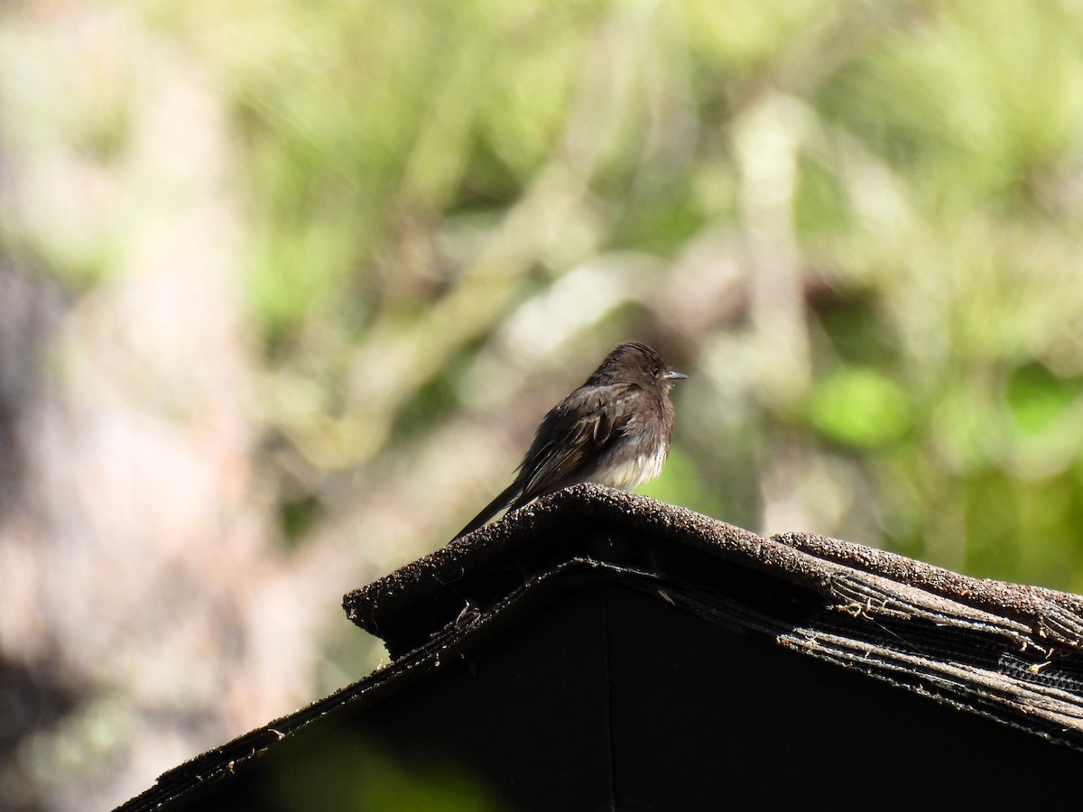 Black Phoebe - ML634385731