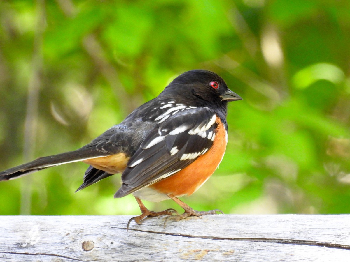 Spotted Towhee - ML634385733