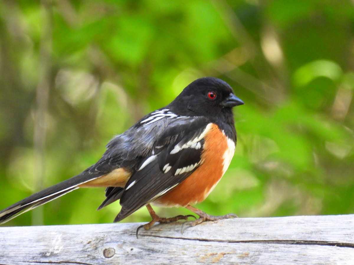 Spotted Towhee - ML634385734