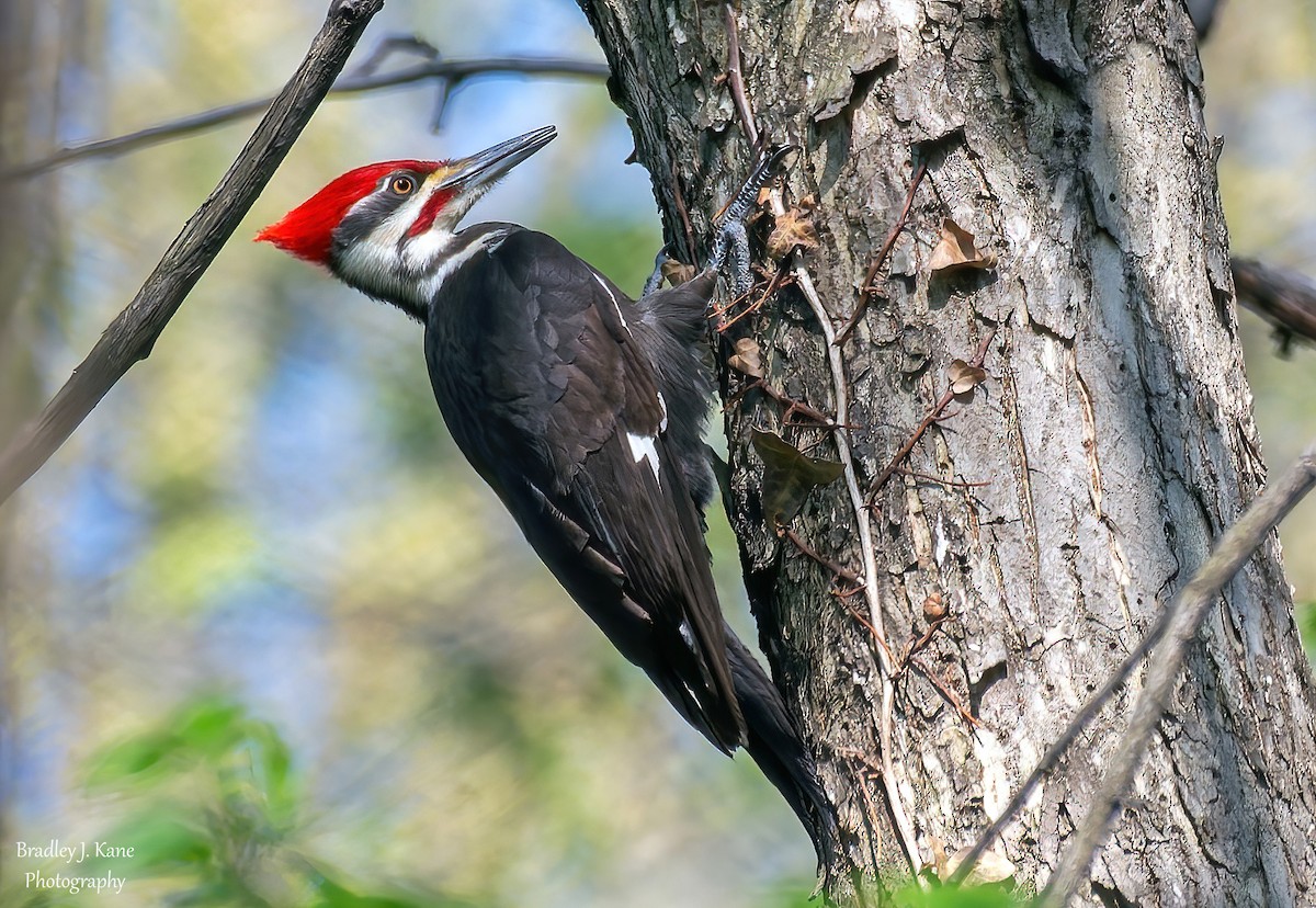 Pileated Woodpecker - ML634385908