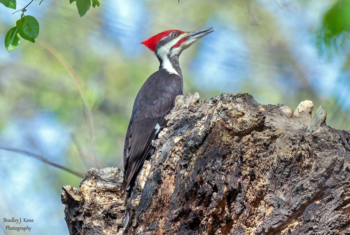Pileated Woodpecker - ML634385909