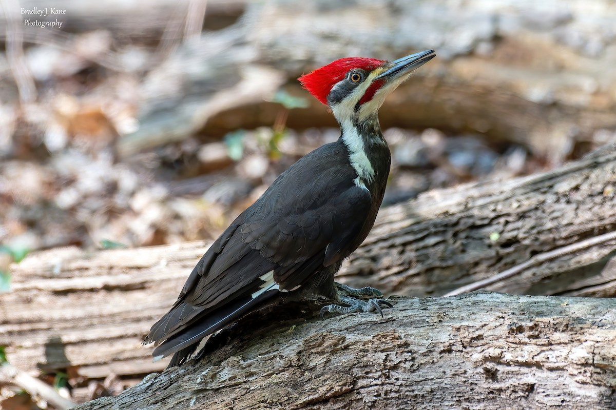 Pileated Woodpecker - ML634385910