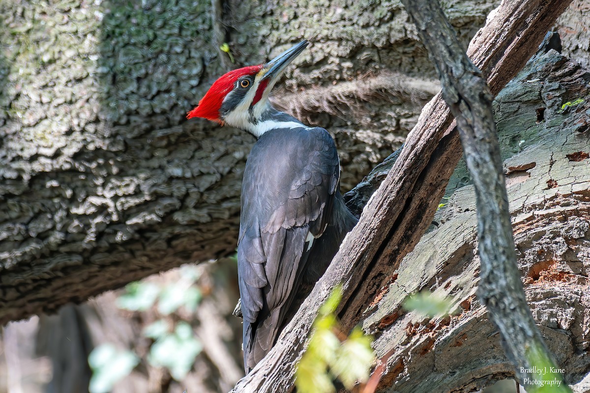 Pileated Woodpecker - ML634385911