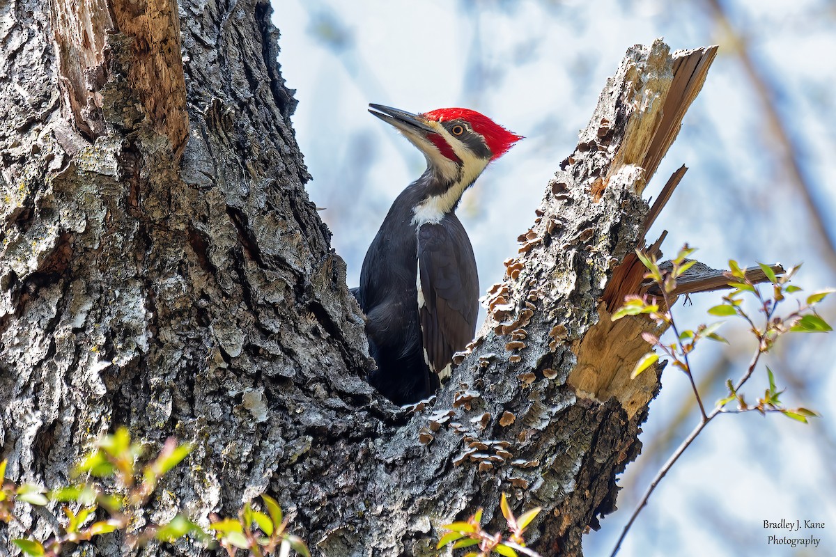 Pileated Woodpecker - ML634385912
