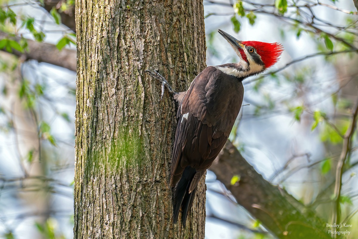 Pileated Woodpecker - ML634385914