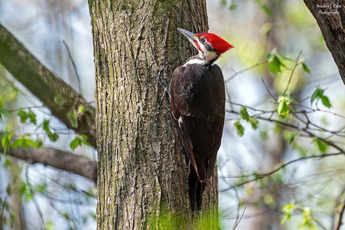 Pileated Woodpecker - ML634385915