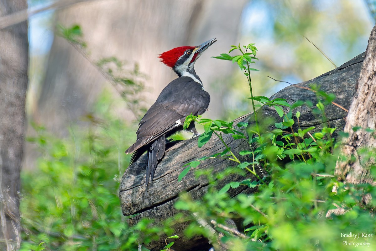 Pileated Woodpecker - ML634385916
