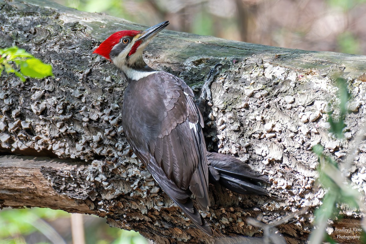 Pileated Woodpecker - ML634385917
