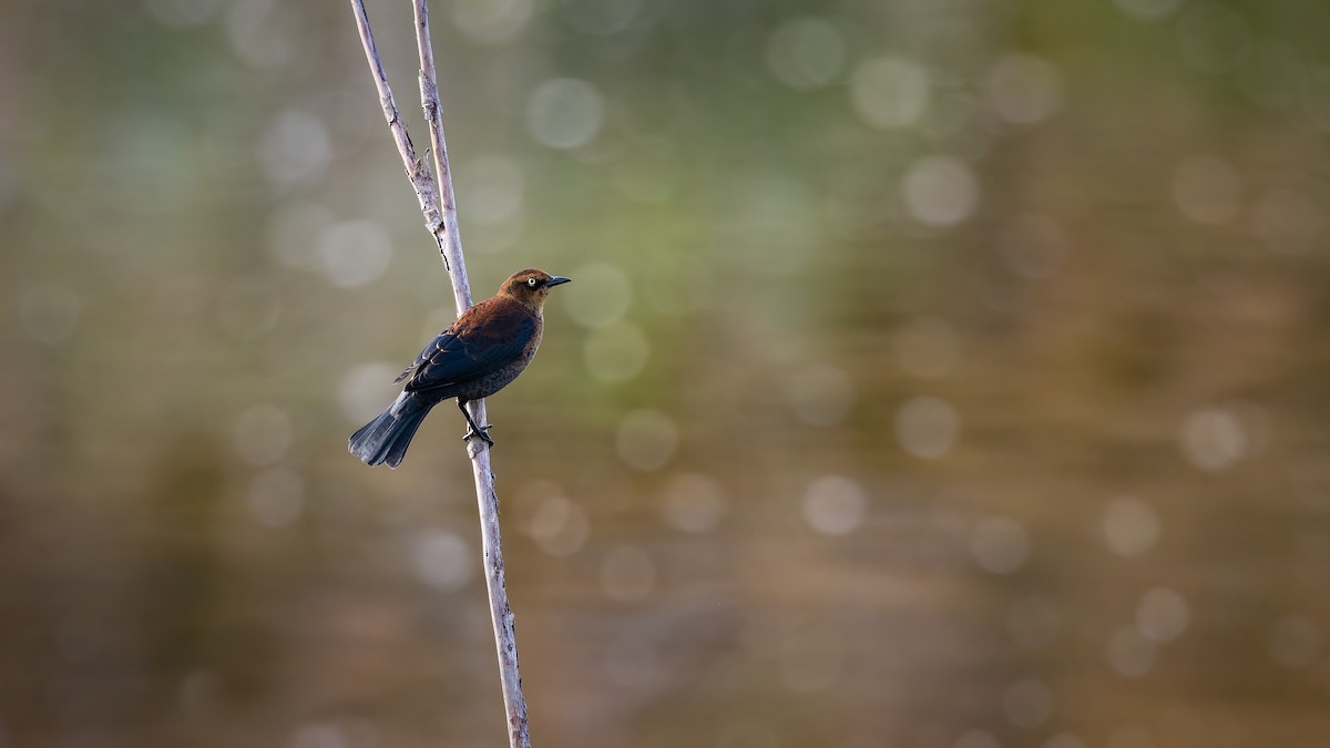 Rusty Blackbird - ML634385944