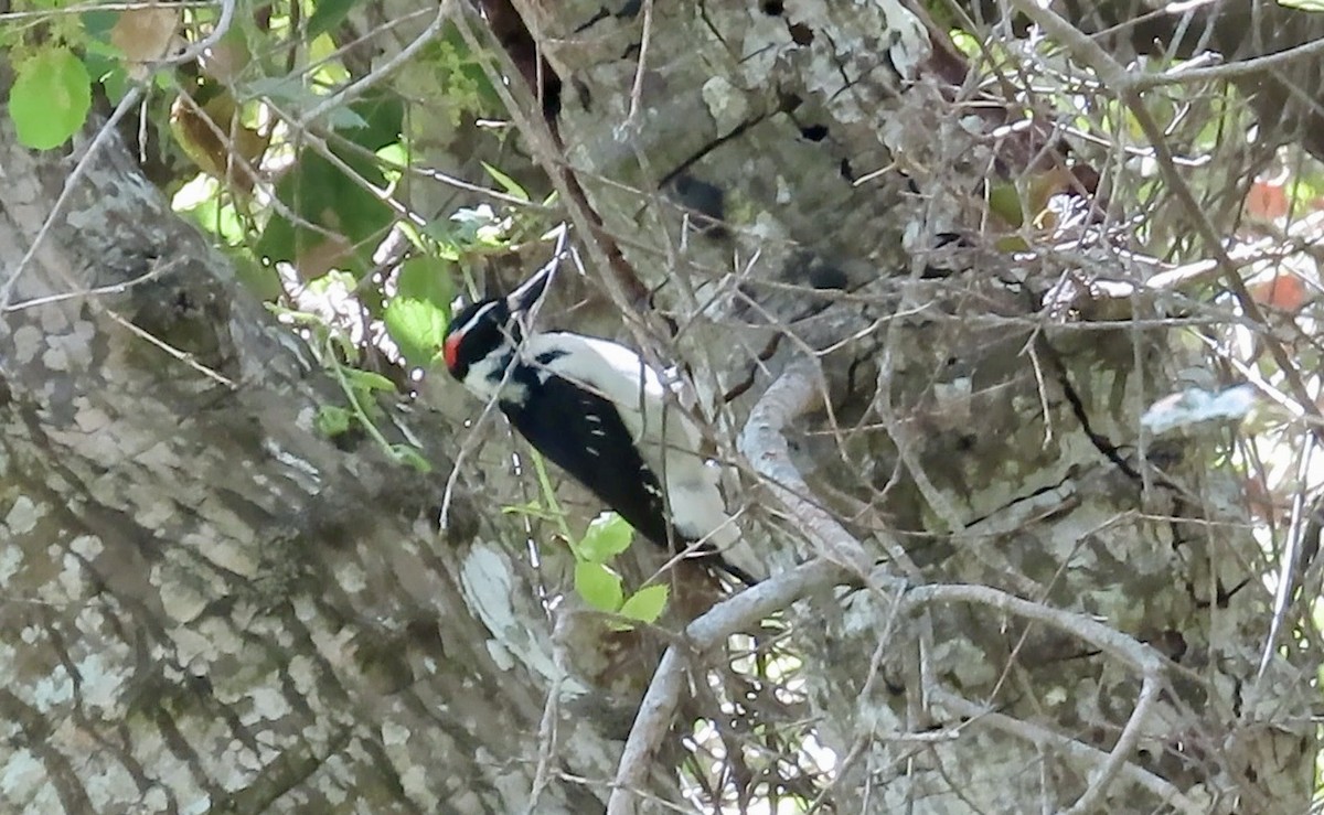 Hairy Woodpecker - ML634386015