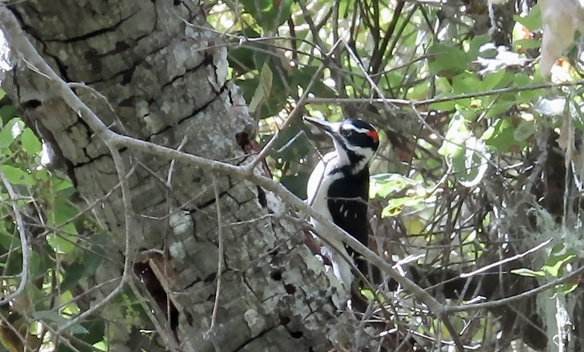 Hairy Woodpecker - ML634386017