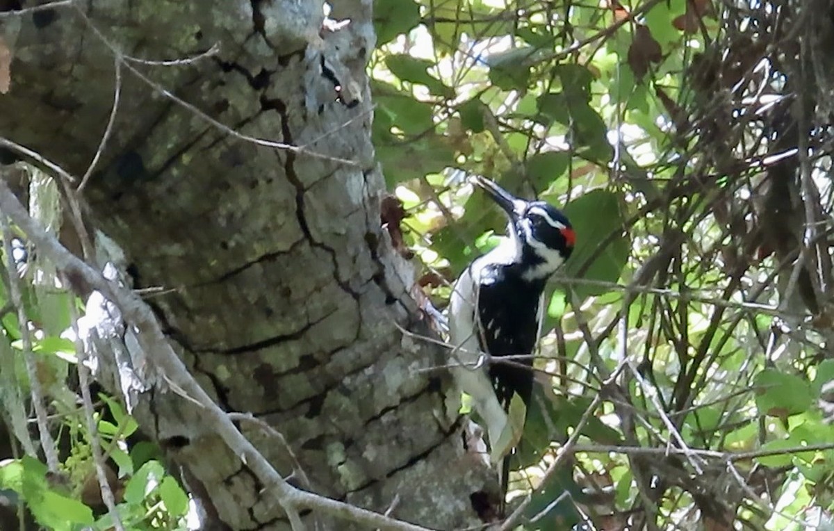 Hairy Woodpecker - ML634386019