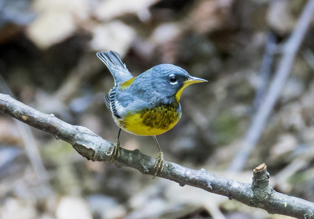 Northern Parula - ML634386034