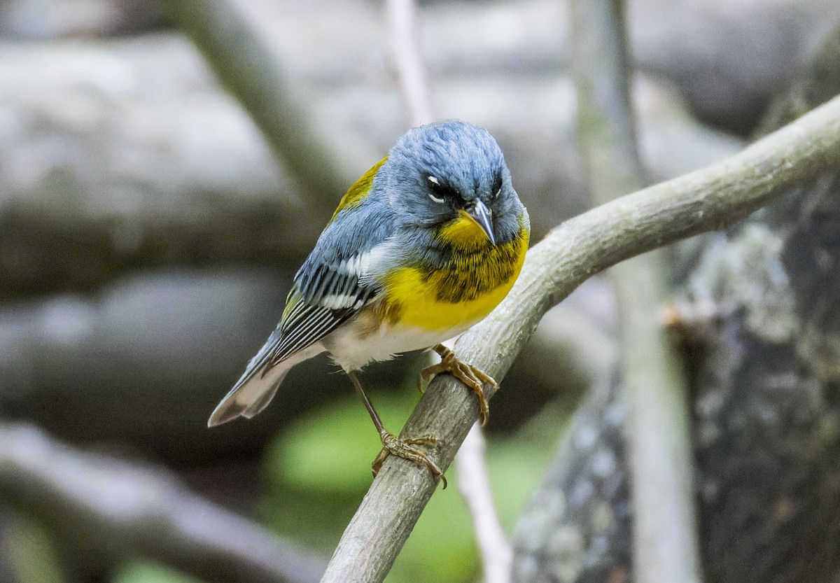 Northern Parula - ML634386035