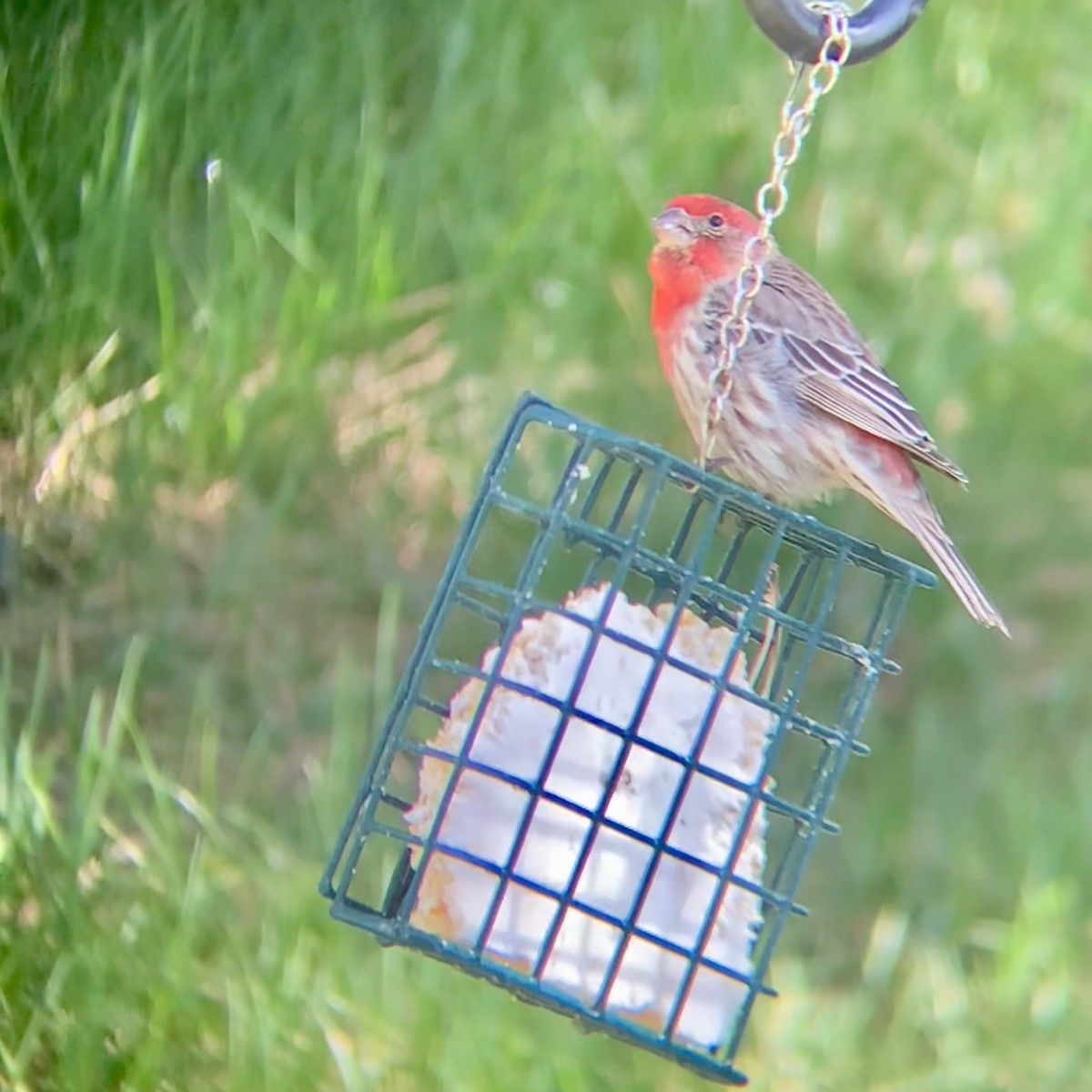 House Finch - ML634386080