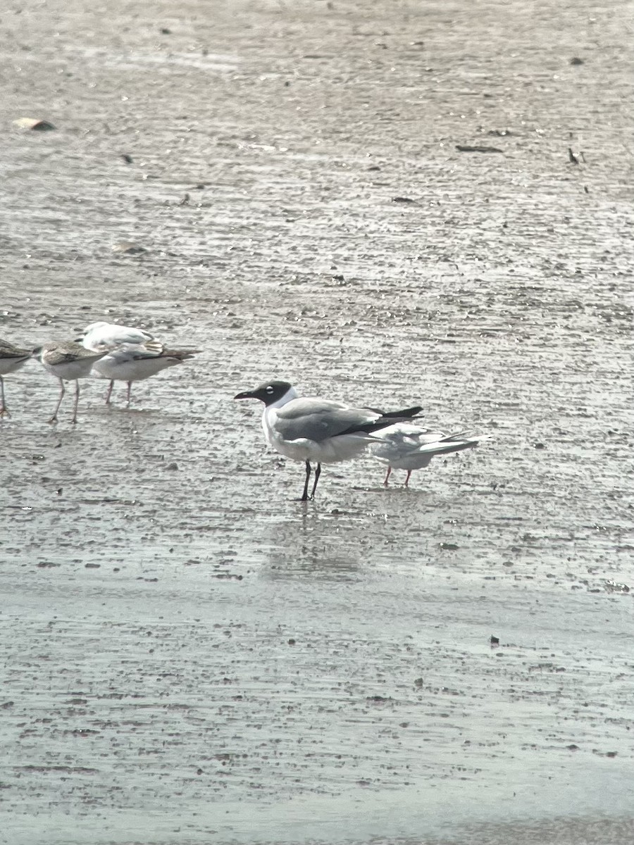 Laughing Gull - ML634386098