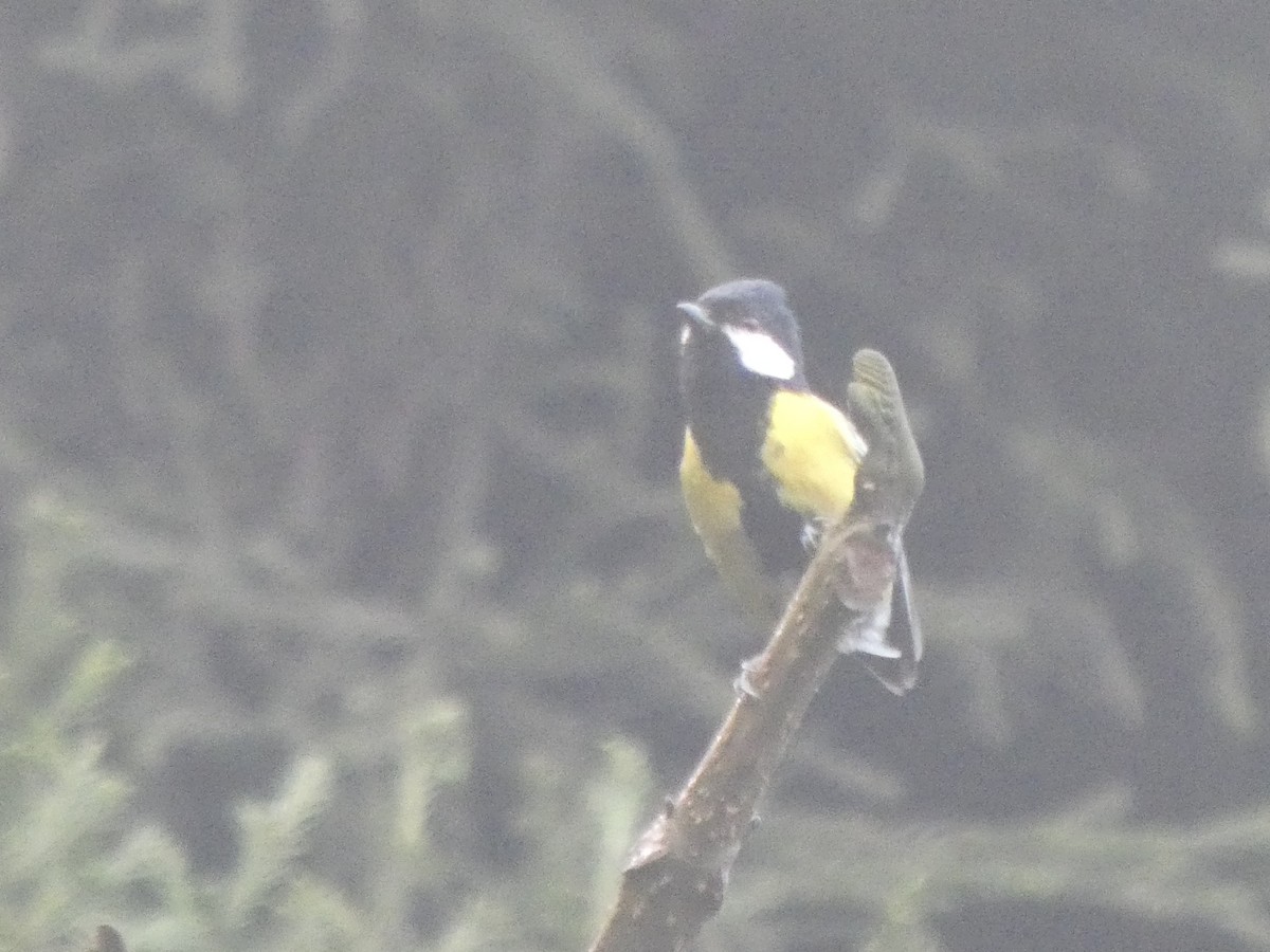 Bergkohlmeise - ML634386193