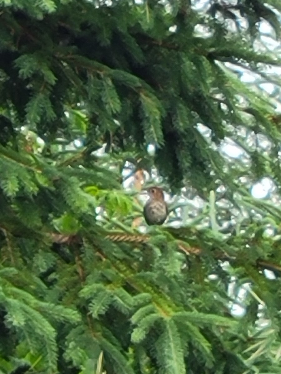 Zwergmusendrossel - ML634386277
