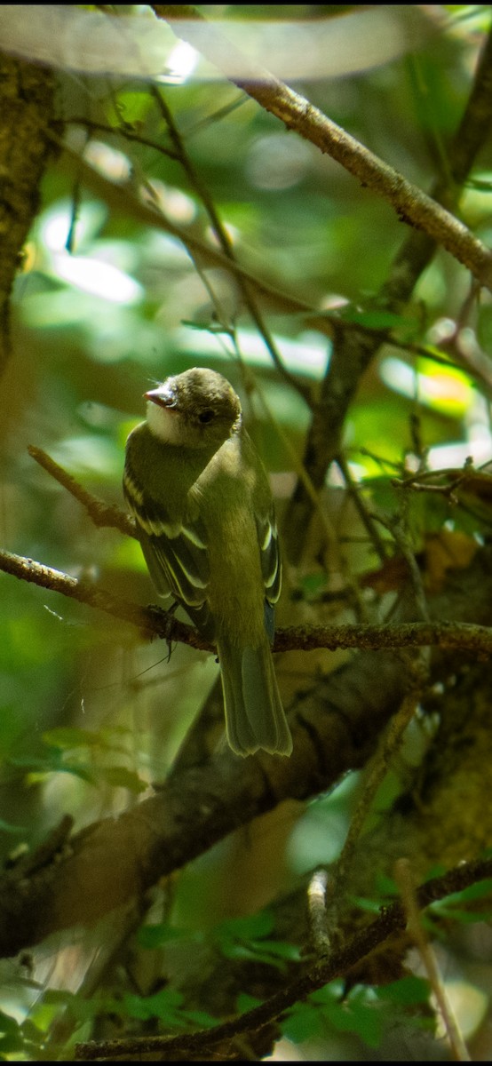 Acadian Flycatcher - ML634386293
