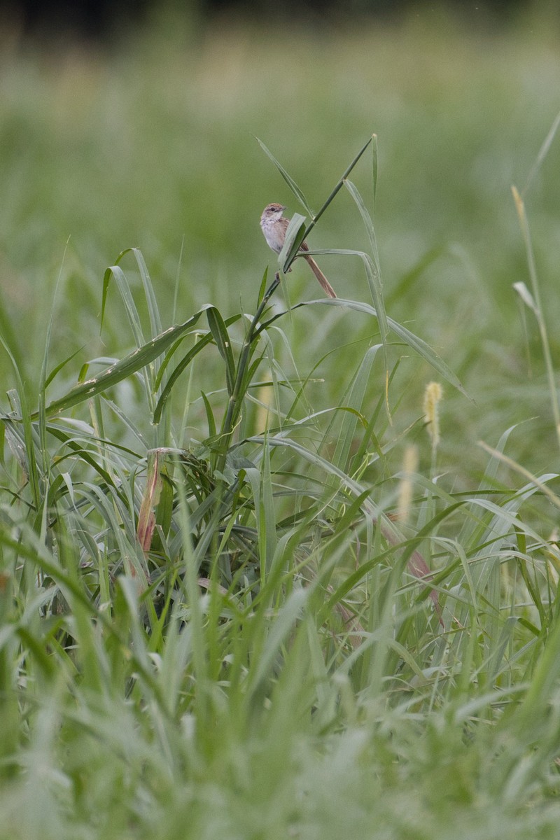 Papuan Grassbird - ML634386317