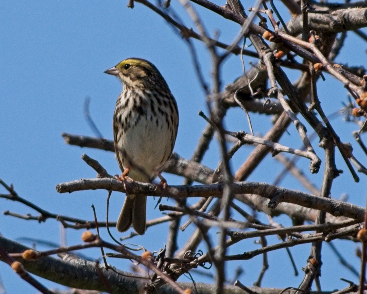 Savannah Sparrow - ML634386362