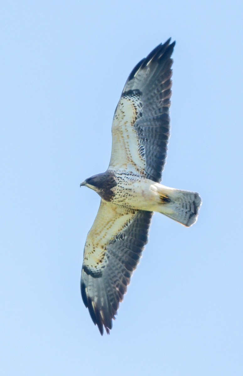Swainson's Hawk - ML634386410