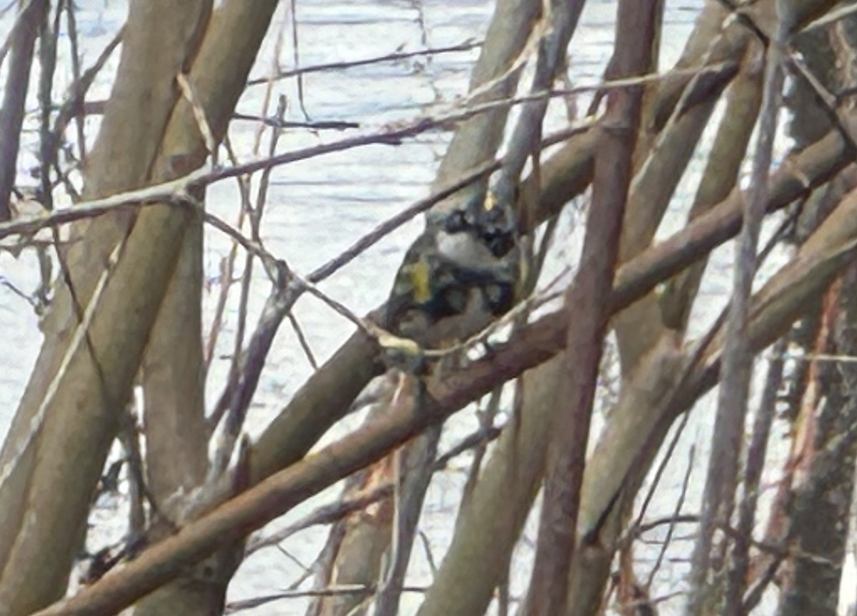 Yellow-rumped Warbler - ML634386430