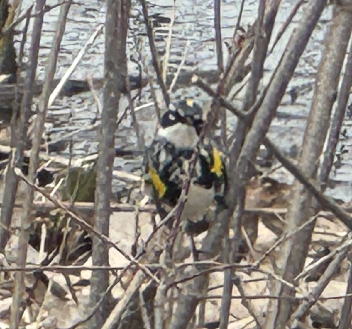 Yellow-rumped Warbler - ML634386431