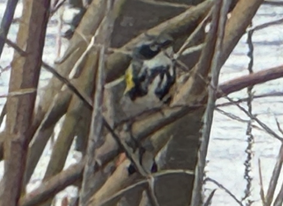 Yellow-rumped Warbler - ML634386432