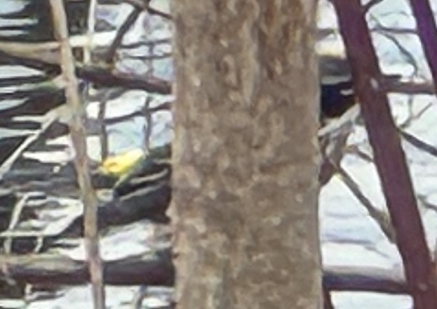 Yellow-rumped Warbler - ML634386433