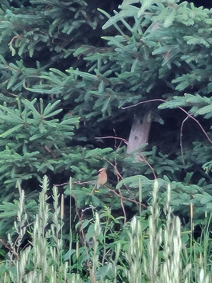 Cedar Waxwing - ML634386447