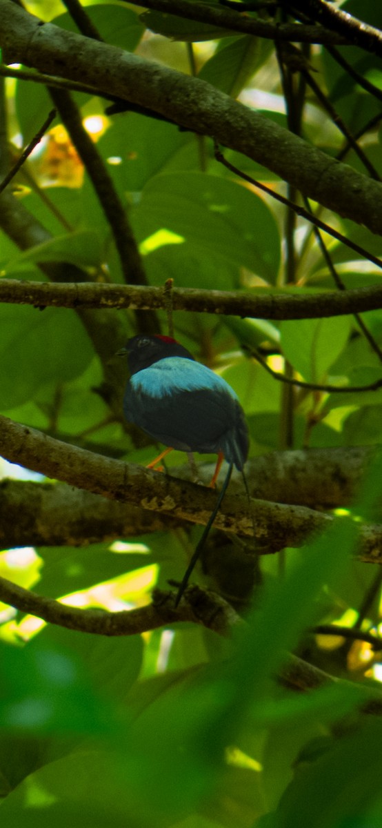 Long-tailed Manakin - ML634386487