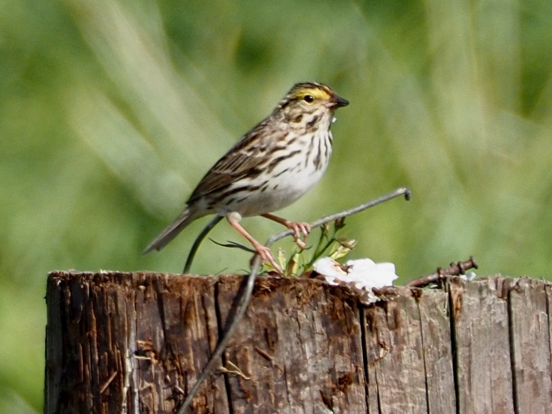 Savannah Sparrow - ML634386635