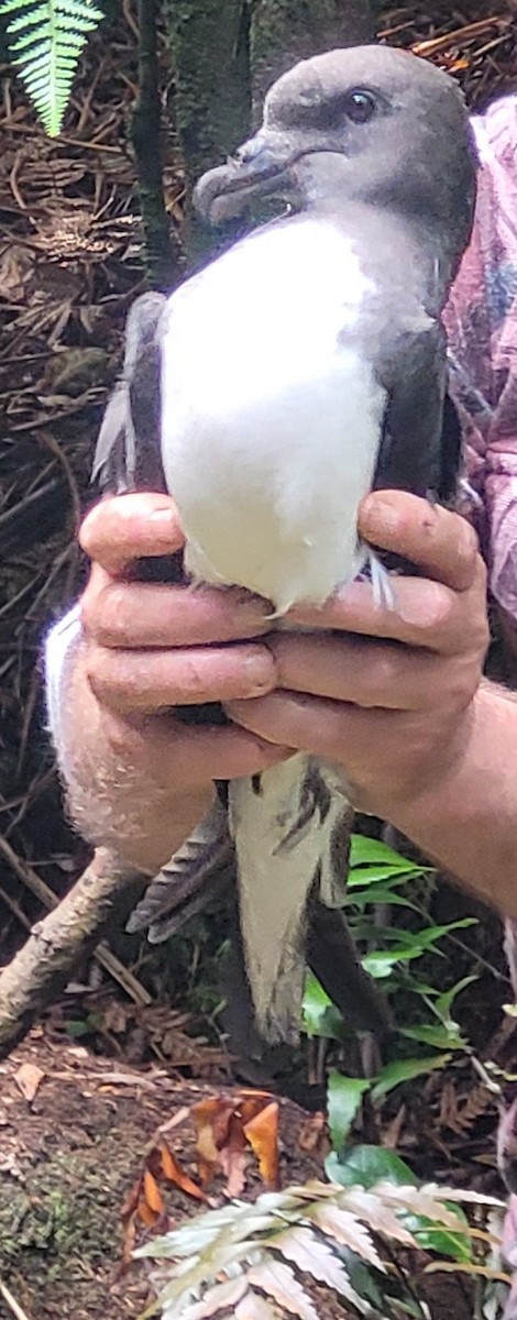 Magenta Petrel - ML634386683