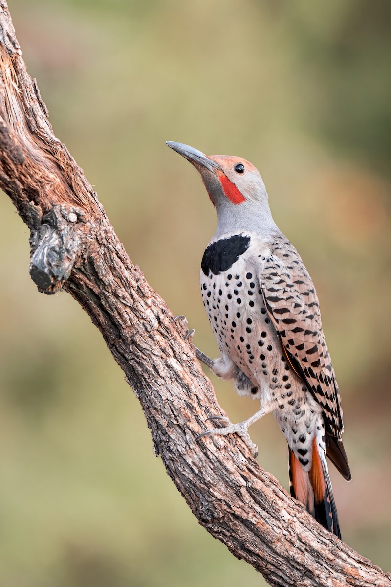 Northern Flicker (Red-shafted) - ML634386719