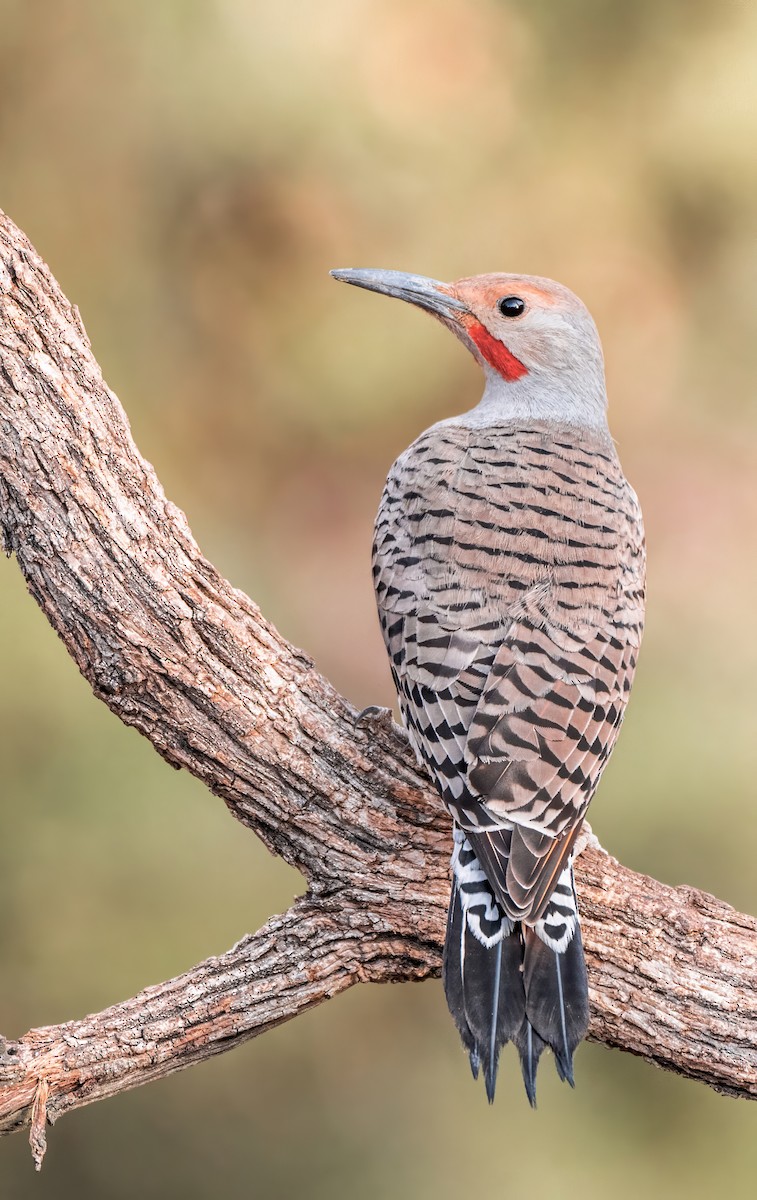 Northern Flicker (Red-shafted) - ML634386720