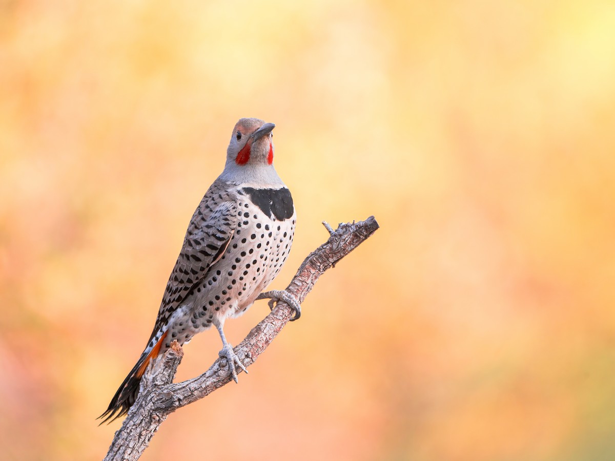 Northern Flicker (Red-shafted) - ML634386721
